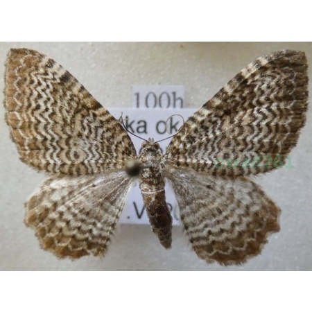 Hydria undulata (Linnaeus, 1758) Paśnik faliniec Poland100h
